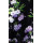 product color